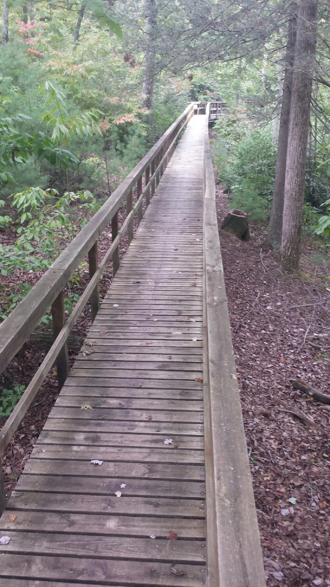 Long wood walkway with handrails built through the woods in West Harrison